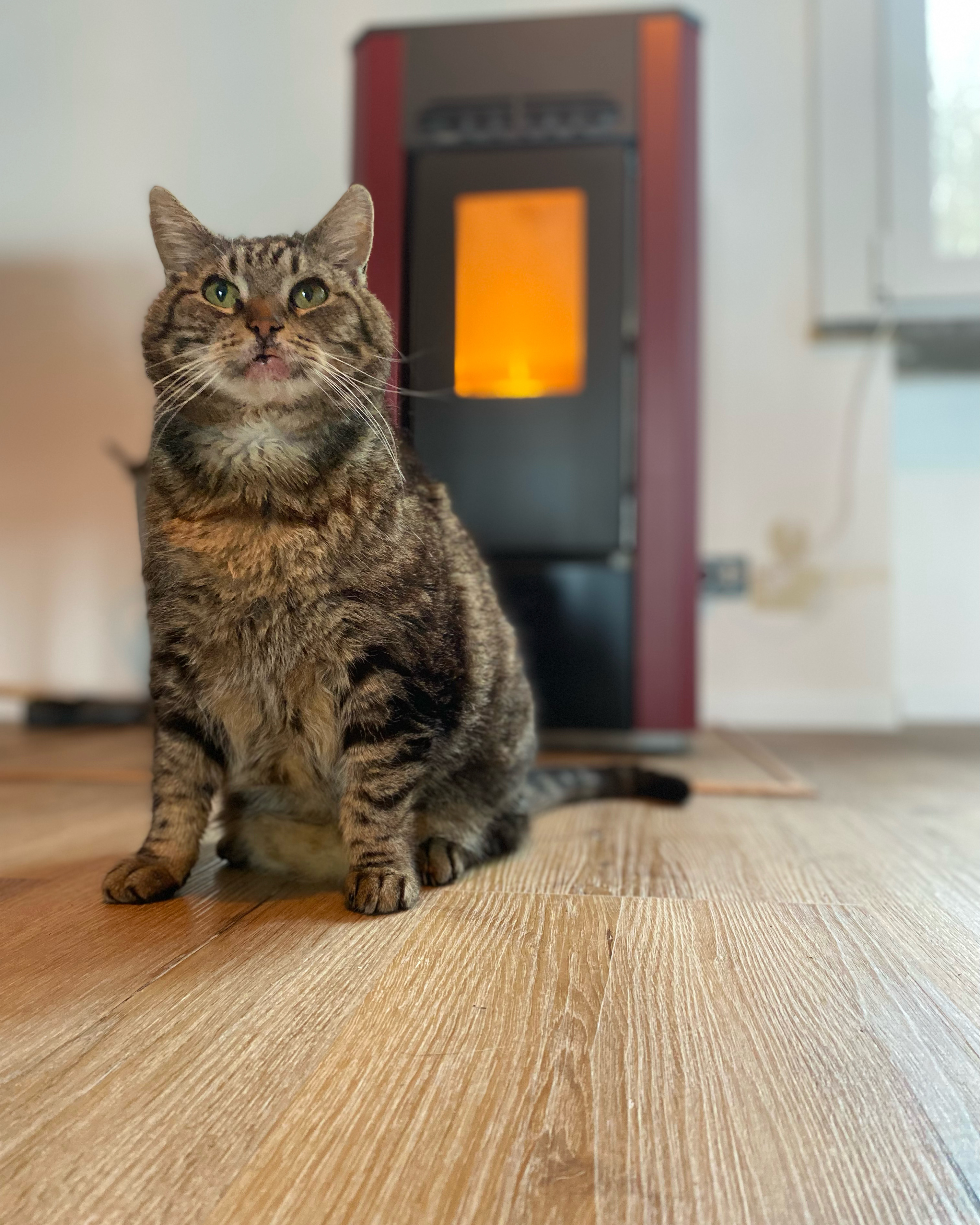 Poes Dixie